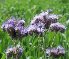 Attēlu rezultāti vaicājumam “Phacelia tanacetifolia flower”