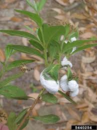 Attēlu rezultāti vaicājumam “Exobasidium vaccinii”