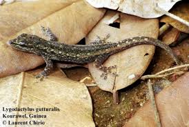 Attēlu rezultāti vaicājumam “Lycogala irregulare sessile”