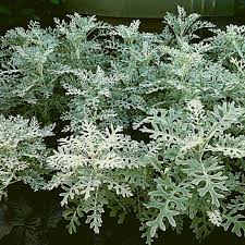Image result for Cineraria maritima