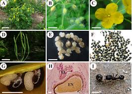 Image result for Chelidonium majus