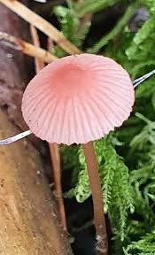 Attēlu rezultāti vaicājumam “Mycena rosella”