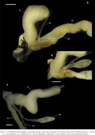 Attēlu rezultāti vaicājumam “Krynickillus melanocephalus”