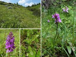 Attēlu rezultāti vaicājumam “Dactylorhiza maculata leaf”