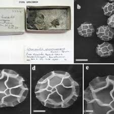 Attēlu rezultāti vaicājumam “Symphytocarpus flaccidus sessile”