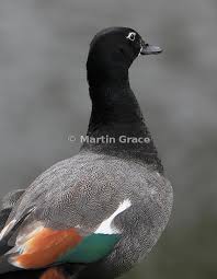 Attēlu rezultāti vaicājumam “Tadorna tadorna male”