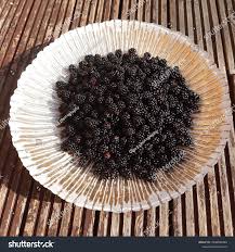 Attēlu rezultāti vaicājumam “Rubus plicatus fruit”