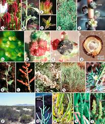 Attēlu rezultāti vaicājumam “Chenopodiaceae”