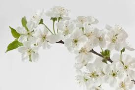 Attēlu rezultāti vaicājumam “Cerasus”