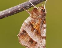 Attēlu rezultāti vaicājumam “Selenia dentaria imago”