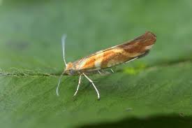 Attēlu rezultāti vaicājumam “Argyresthia goedartella”