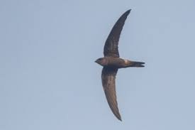 Image result for Apus pacificus