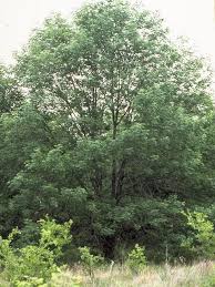 Attēlu rezultāti vaicājumam “Fraxinus”