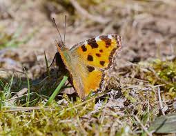 Attēlu rezultāti vaicājumam “Nymphalis xanthomelas underside”