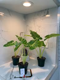 Attēlu rezultāti vaicājumam “Lophozia laxa macro”