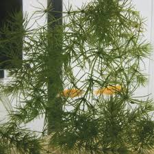 Attēlu rezultāti vaicājumam “Chara polyacantha”