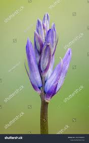 Attēlu rezultāti vaicājumam “Orchis mascula bud”