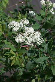 Attēlu rezultāti vaicājumam “Spiraea”