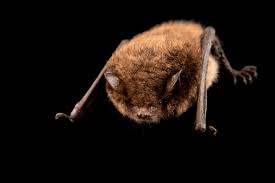Attēlu rezultāti vaicājumam “Myotis daubentonii”