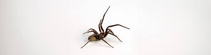 Image result for spider