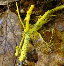 Attēlu rezultāti vaicājumam “Lindbladia tubulina spores”