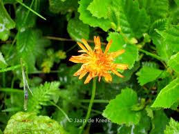 Image result for Hieracium aurantiacum