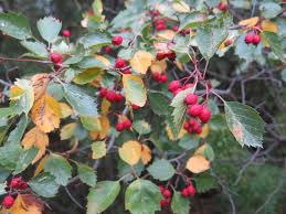 Attēlu rezultāti vaicājumam “Crataegus chrysocarpa”