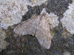 Attēlu rezultāti vaicājumam “Trichopteryx carpinata”