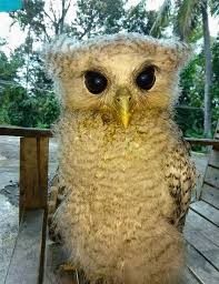 Attēlu rezultāti vaicājumam “Strigiformes”