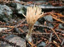 Attēlu rezultāti vaicājumam “Tremellodendropsis tuberosa”