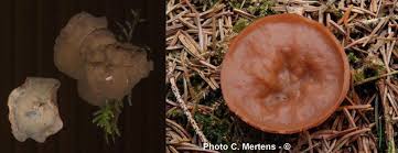 Attēlu rezultāti vaicājumam “Discina perlata”