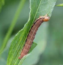 Attēlu rezultāti vaicājumam “Orthosia gracilis”