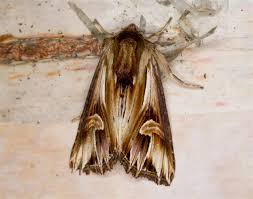 Attēlu rezultāti vaicājumam “Actinotia polyodon”