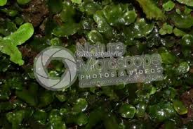 Attēlu rezultāti vaicājumam “Pellia epiphylla sporophyte”
