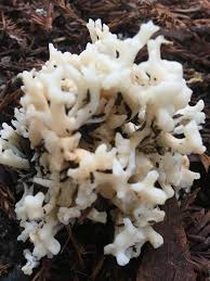 Attēlu rezultāti vaicājumam “Clavulina rugosa”