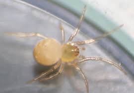 Attēlu rezultāti vaicājumam “Paidiscura pallens”