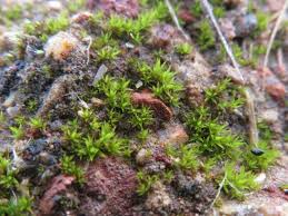 Attēlu rezultāti vaicājumam “Didymodon tophaceus”