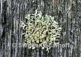 Attēlu rezultāti vaicājumam “Parmeliopsis ambigua”