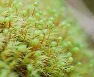 Attēlu rezultāti vaicājumam “Philonotis marchica”