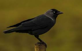 Attēlu rezultāti vaicājumam “Corvus monedula”