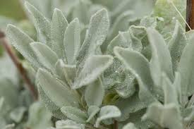 Attēlu rezultāti vaicājumam “Helianthemum nummularium leaf”