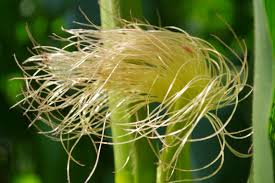 Attēlu rezultāti vaicājumam “Zea mays female flower”