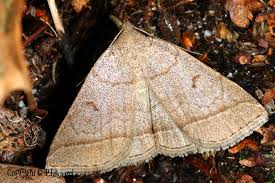 Attēlu rezultāti vaicājumam “Zanclognatha tarsipennalis”