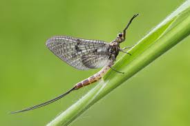 Attēlu rezultāti vaicājumam “Ephemeroptera imago”