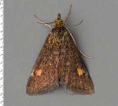 Attēlu rezultāti vaicājumam “Pyrausta aurata”