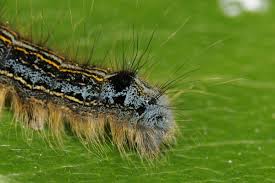 Attēlu rezultāti vaicājumam “Malacosoma neustria”