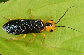 Attēlu rezultāti vaicājumam “Pamphiliidae”