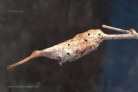 Attēlu rezultāti vaicājumam “Diastrophus rubi”