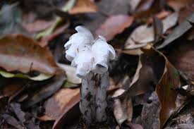 Image result for ギンリョウソウ