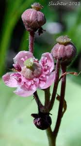 Attēlu rezultāti vaicājumam “Chimaphila umbellata bud”
